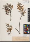 Foto von Salix eleagnos Scop.